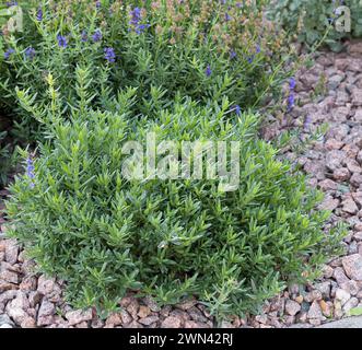 Ysop (Hyssopus officinalis) Banque D'Images