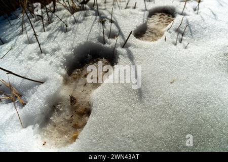 Les premiers pas de l'hiver : les empreintes dans la neige dans la première chute de neige de Mussoorie, Uttarakhand, Inde Banque D'Images