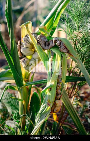 Maïs malade appelé charbon de maïs, champignon pathogène, ustilago maydis, au Mexique, il est appelé huitlacoche ou truffe mexicaine Banque D'Images