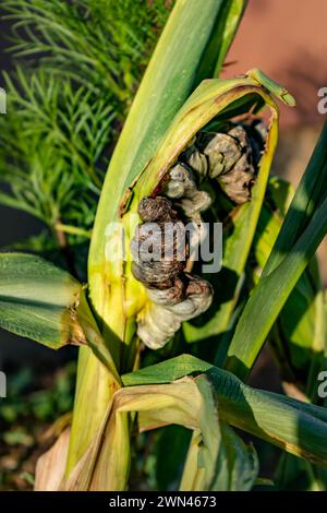 Maïs malade appelé charbon de maïs, champignon pathogène, ustilago maydis, au Mexique, il est appelé huitlacoche ou truffe mexicaine Banque D'Images