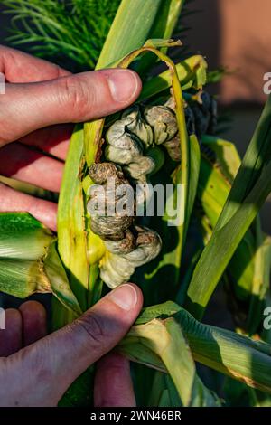 Maïs malade appelé charbon de maïs, champignon pathogène, ustilago maydis, au Mexique, il est appelé huitlacoche ou truffe mexicaine Banque D'Images