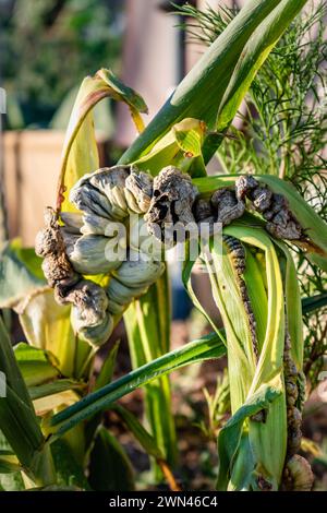 Maïs malade appelé charbon de maïs, champignon pathogène, ustilago maydis, au Mexique, il est appelé huitlacoche ou truffe mexicaine Banque D'Images