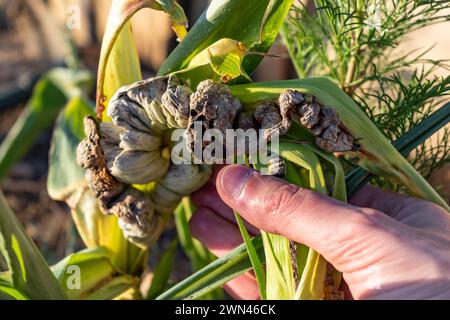 Maïs malade appelé charbon de maïs, champignon pathogène, ustilago maydis, au Mexique, il est appelé huitlacoche ou truffe mexicaine Banque D'Images