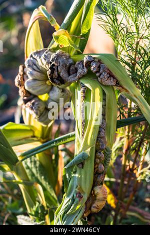 Maïs malade appelé charbon de maïs, champignon pathogène, ustilago maydis, au Mexique, il est appelé huitlacoche ou truffe mexicaine Banque D'Images