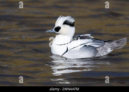 Mâle SMEW (Mergellus albellus) ou canard drake nageant sur un lac, Royaume-Uni Banque D'Images