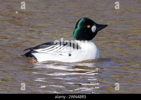 Canard GoldenEye (Bucephala clangula), Royaume-Uni, mâle ou oiseau drake nageant Banque D'Images