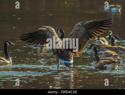 OIE du Canada, Branta canadensis, déployant ses ailes à Delgian Pond dans le camp Saratoga, Wilton, New York Banque D'Images