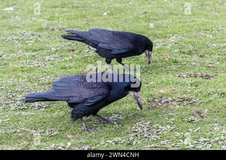 Deux rochers (Corvus frugilegus), grands oiseaux noirs de la famille des Corvidés ou Corvidés qui se nourrissent au sol, Angleterre, Royaume-Uni Banque D'Images