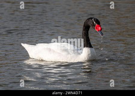Cygne à cou noir (Cygnus melancoryphus) nageant Banque D'Images