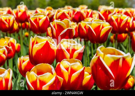Tulipes rouges et jaunes fleurissant dans le champ aux pays-Bas Banque D'Images