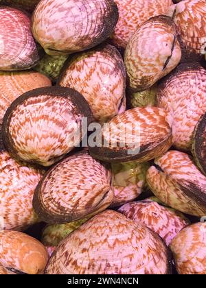 Palourdes fraîches, coquille de vénus, crustacés, palourdes de tapis, comme nourriture crue de la mer sont les ingrédients des fruits de mer dans le supermarché Banque D'Images