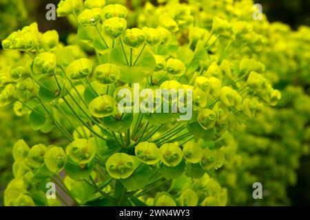 L'euphorbe ésule (Euphorbia characias), Oregon Garden, Silverton, Oregon Banque D'Images