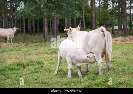 Gros plan d'une vache charolaise allaitant son veau. bocharolais de couleur crème. Banque D'Images