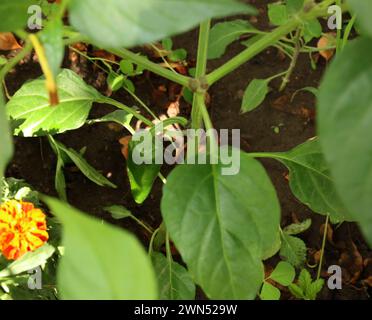 Regardant vers le bas un poivre Jalapeno poussant dans un jardin, en été, à Trevor, Wisconsin, États-Unis Banque D'Images