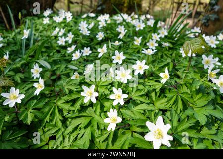 Les fleurs blanches d'une plante d'anémone de bois (Anemone nemorosa) poussant à l'état sauvage dans un bois, Angleterre, Royaume-Uni Banque D'Images