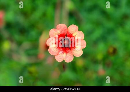 Les pétales rouge et rose foncé d'une fleur d'une tête de fleur de Cinquefoil népalaise (Potentilla nepalensis) 'crochet', Angleterre, Royaume-Uni Banque D'Images