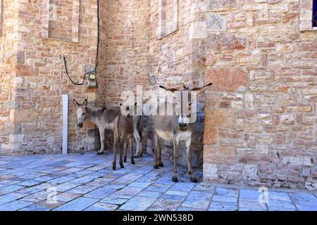 Ânes dans une église de Pustec, parc national de Prespa en Albanie Banque D'Images