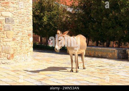 Ânes dans une église de Pustec, parc national de Prespa en Albanie Banque D'Images