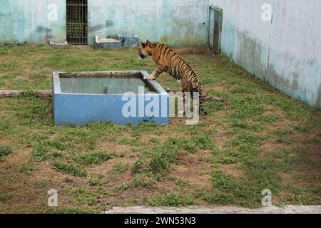 Medan, Indonésie. 29 février 2024. Un tigre de Sumatra (Panther Tigris) subit un processus de rétablissement après avoir reçu des aliments nutritionnels du Service des forêts. (Photo de Kartik Byma/SOPA images/SIPA USA) crédit : SIPA USA/Alamy Live News Banque D'Images