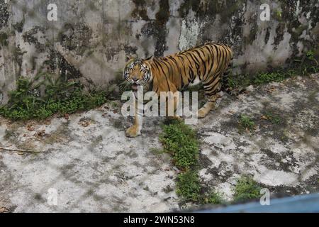 Medan, Indonésie. 29 février 2024. Un tigre de Sumatra (Panther Tigris) subit un processus de rétablissement après avoir reçu des aliments nutritionnels du Service des forêts. (Photo de Kartik Byma/SOPA images/SIPA USA) crédit : SIPA USA/Alamy Live News Banque D'Images