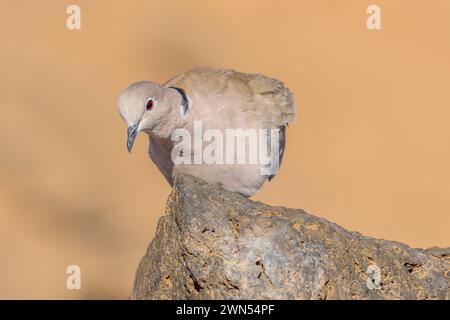 Colombe à col sur un gros plan rocheux, image prise à Fuerteventura. Banque D'Images