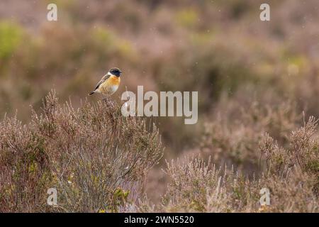 Stonechat mâle (Saxicola rubicola) perché sur bruyère Banque D'Images