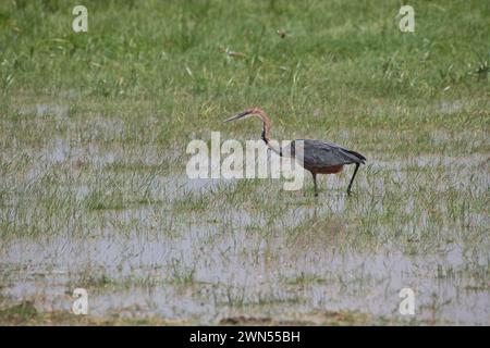 Héron Goliath (Ardea goliath) à la recherche de nourriture Banque D'Images