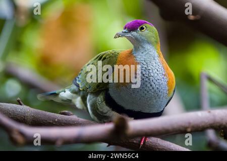 Superbe colombe fruitière (Ptilinopus superbus) perchée sur une brach. Banque D'Images