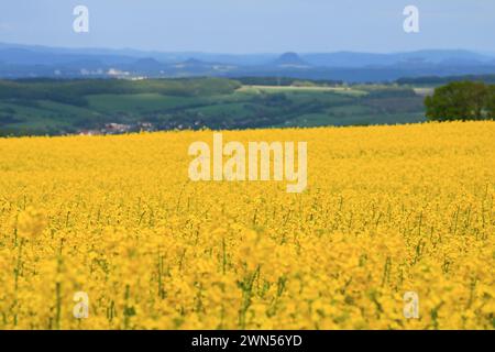 Un paysage printanier avec un champ de colza jaune en Saxe, Allemagne Banque D'Images