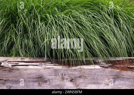 Banc sculpté dans un grand tronc d'arbre à côté d'un Miscanthus, ou silvergrass, plante d'herbe ornementale, dans un parc public de Chamonix, haute Savoie, France Banque D'Images