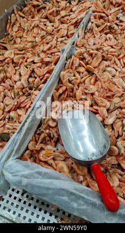 Crevettes bouillies congelées dans un magasin, gros plan. Crevettes à vendre dans un supermarché. Pelle en acier inoxydable pour ramasser des crevettes et des fruits de mer Banque D'Images