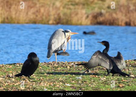 Héron gris (Ardea cinerea) ayant une égratignure ou dit-il Salut Banque D'Images