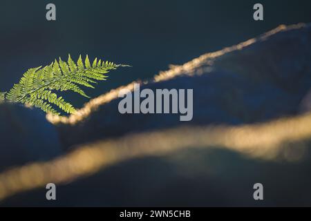 Une seule feuille de fougère verte se détache sur un fond flou, baignée de la lueur dorée d'un soleil couchant. Le motif complexe de la fronde des fougères Banque D'Images