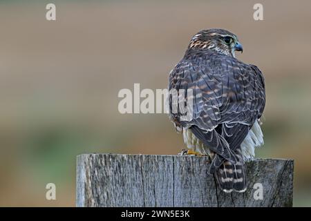 Femelle eurasienne merlin (Falco columbarius aesalon) perchée sur un poteau de clôture en bois le long des prairies à la fin de l'hiver Banque D'Images