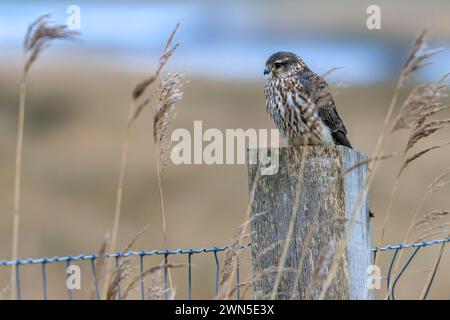 Femelle eurasienne merlin (Falco columbarius aesalon) perchée sur un poteau de clôture en bois le long de la zone humide à la fin de l'hiver Banque D'Images