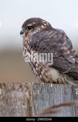 Femelle eurasienne merlin (Falco columbarius aesalon) perchée sur un poteau de clôture en bois le long de la zone humide à la fin de l'hiver Banque D'Images