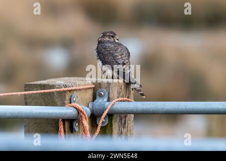 Eurasien merlin (Falco columbarius aesalon) femelle perchée sur un poteau de clôture en bois le long du champ à la fin de l'hiver Banque D'Images