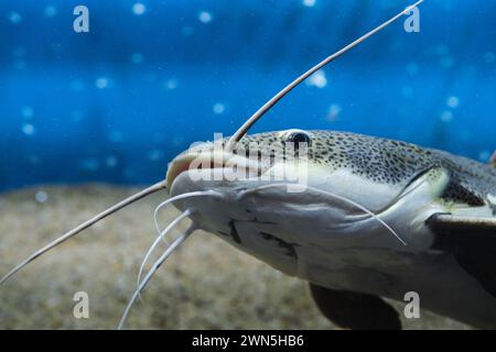 Poisson-chat à tête plate à queue rouge en gros plan dans un aquarium Banque D'Images