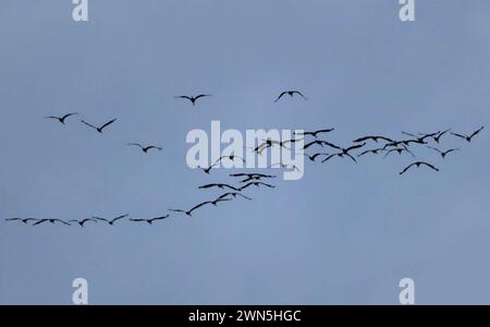 Blick auf eine Kranich Keilformonsgruppe im Fkukg Kranich im Keilformationsflug *** vue d'un groupe de grues en formation de cale dans la grue Fkukg en vol en formation de cale Banque D'Images