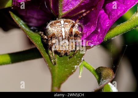 araignée croisée de jardin assise sur une feuille de fleur avec une patte avant relevée et fils de toile visibles de près Banque D'Images
