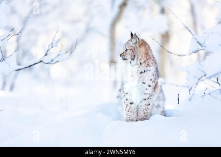 Lynx eurasien assis dans la forêt scandinave enneigée Banque D'Images