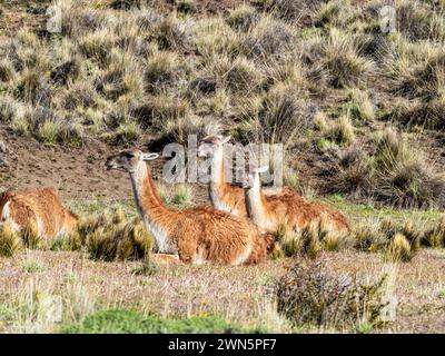 Animaux guanaco couchés dans le pré, avalley Valle Chacabuco, Parque Patagonia, Patagonia, Chili Banque D'Images