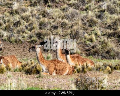 Animaux guanaco couchés dans le pré, avalley Valle Chacabuco, Parque Patagonia, Patagonia, Chili Banque D'Images