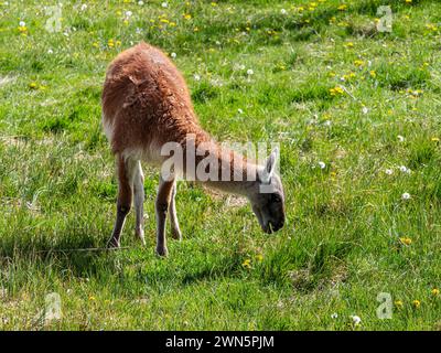 Guanaco animal broutant la prairie, avalley Valle Chacabuco, Parque Patagonia, Patagonia, Chili Banque D'Images