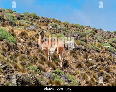 Guanaco animal broutant la prairie, avalley Valle Chacabuco, Parque Patagonia, Patagonia, Chili Banque D'Images