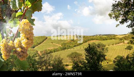 Vignobles avec vigne et paysage toscan vallonné près de la cave de vinification le long de la route du Chianti au soleil d'été, Toscane Italie Europe Banque D'Images