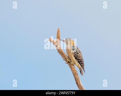 Pic doré, Melanerpes aurifrons, dans le sud-ouest du Texas. Banque D'Images