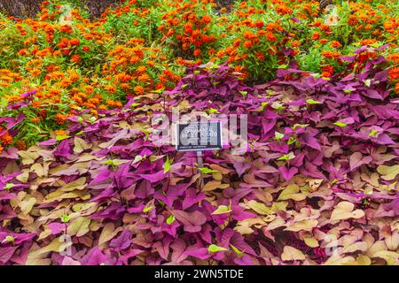 Zinnia x marylandica 'ZAHARA DOUBLE FEU' et patate douce ornementale 'SWEET CAROLINE' Banque D'Images