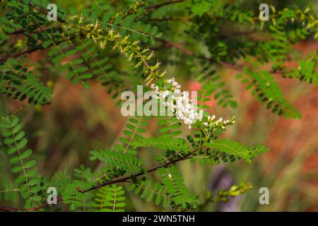 Texas Kidneywood Bush, Eysehardtia texana, dans l'arboretum Mercer et les jardins botaniques. Banque D'Images