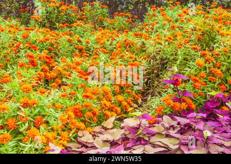 Zinnia x marylandica 'ZAHARA DOUBLE FEU' et patate douce ornementale 'SWEET CAROLINE' Banque D'Images